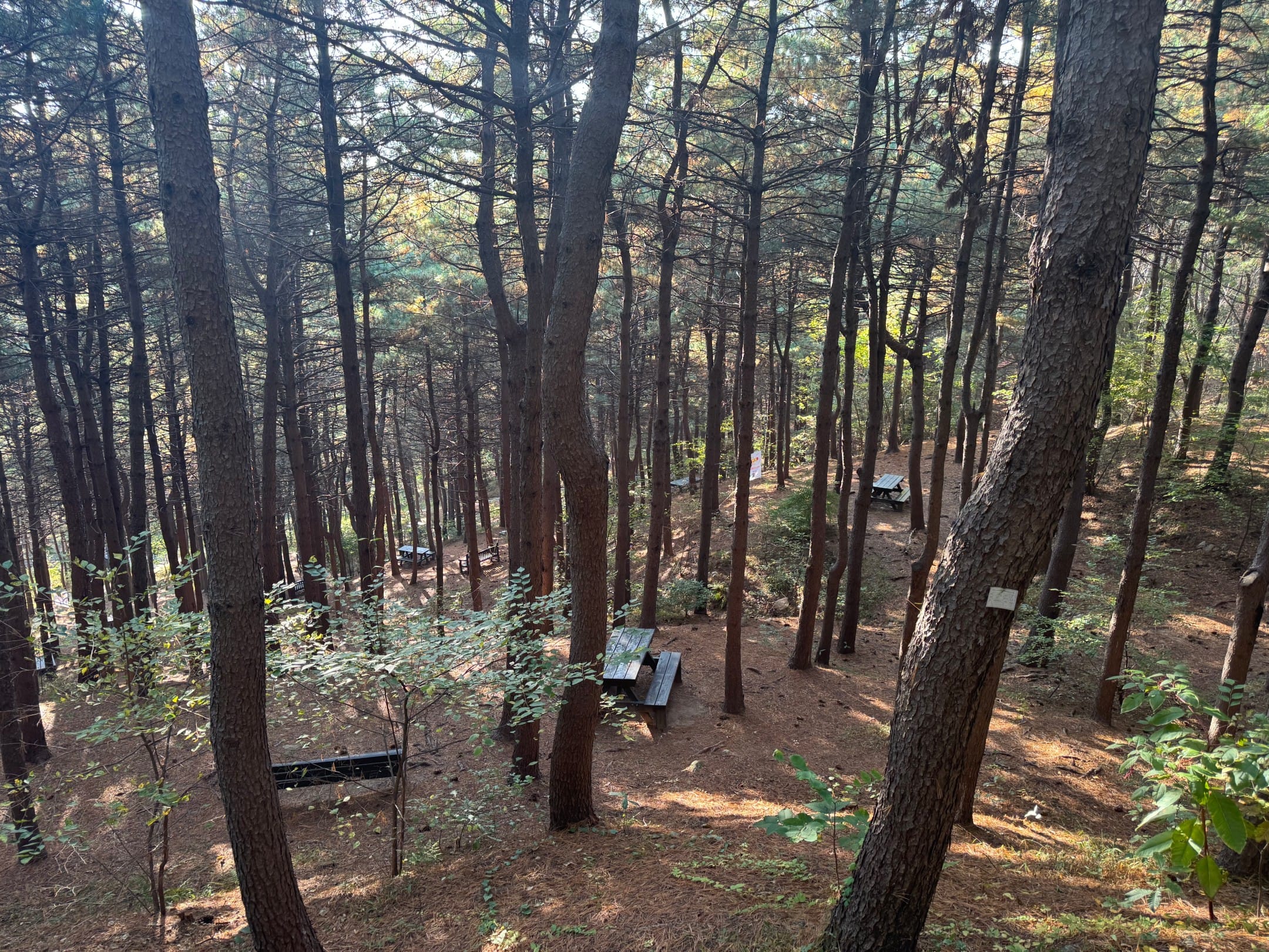 잣나무 산림욕장